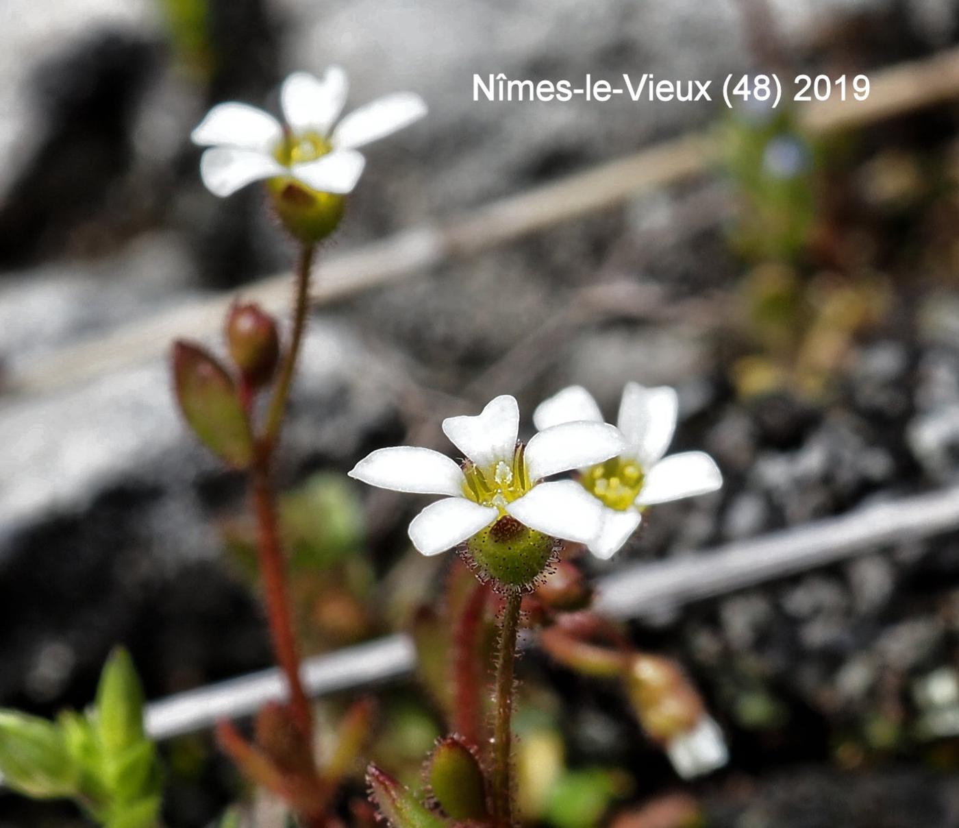Saxifrage, Rue-leaved flower